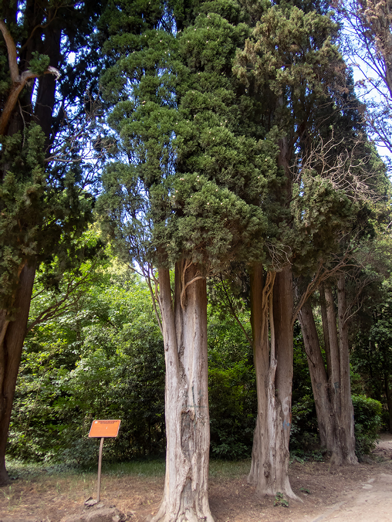 Изображение особи Cupressus sempervirens.