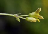 Oxalis corniculata