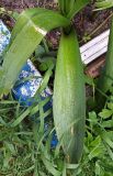 род Allium