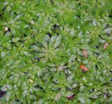 Callitriche palustris