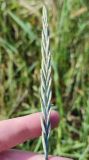 Elytrigia repens