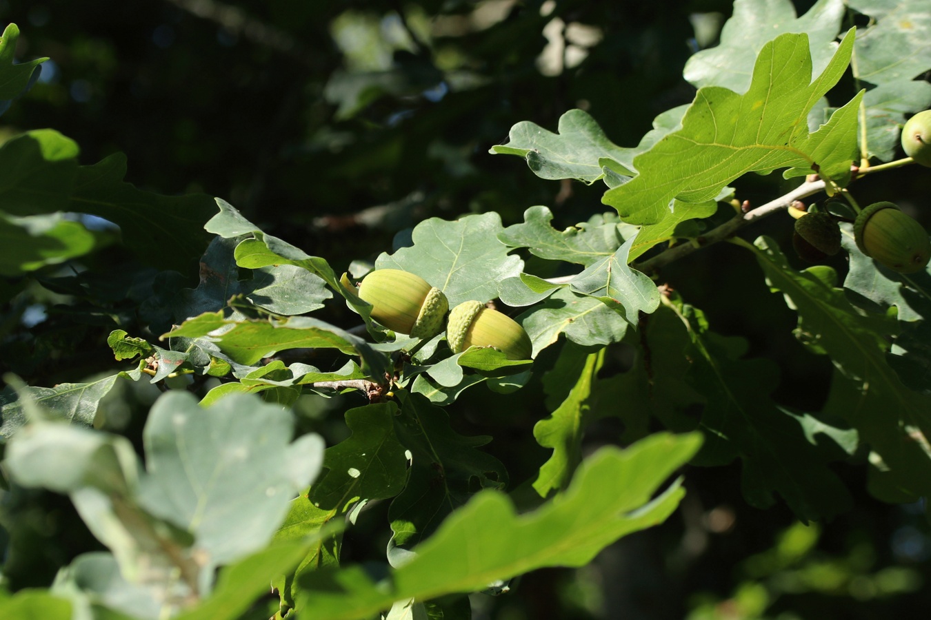 Изображение особи Quercus robur.