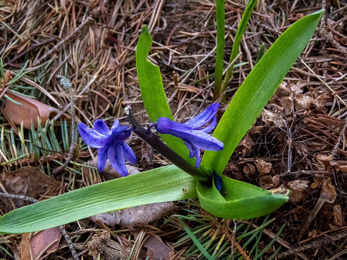 Image of Hyacinthus orientalis specimen.
