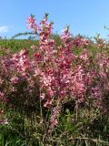 Amygdalus nana. Цветущие растения. Ростовская обл., Октябрьский р-н, дол. р. Аюта, склон берега пруда Терновый яр, степь. 17.04.2025.