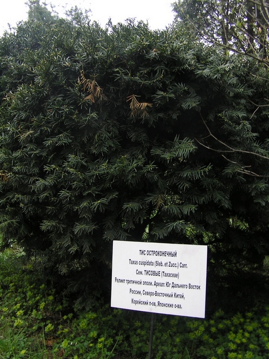 Image of Taxus cuspidata specimen.