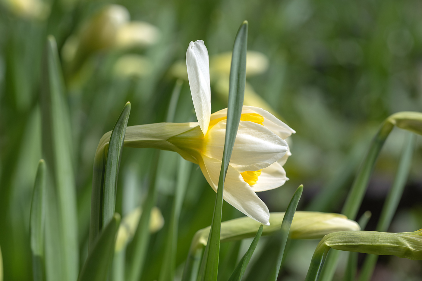 Image of Narcissus × incomparabilis specimen.