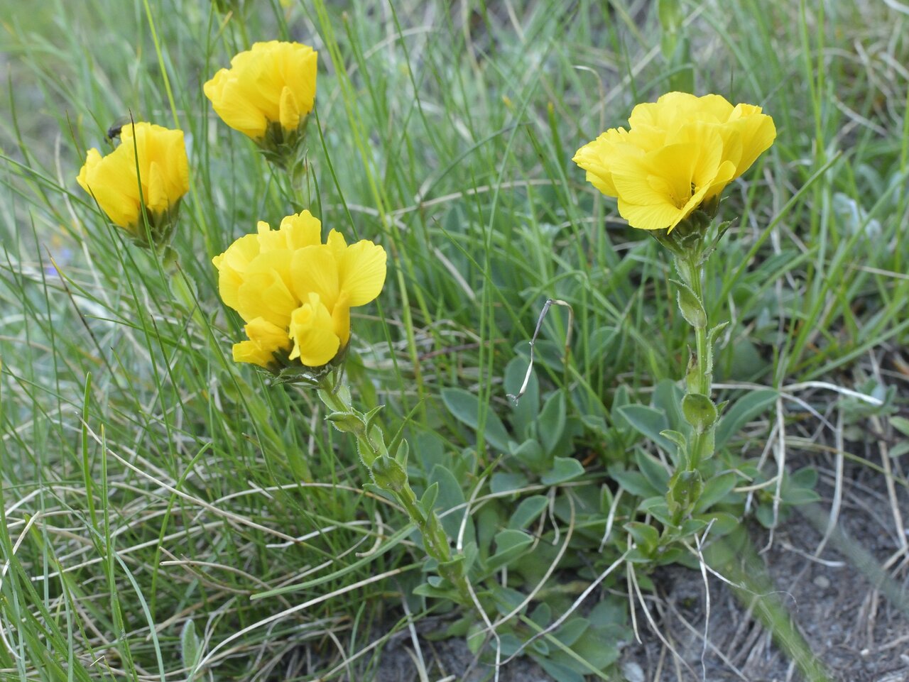 Image of Linum capitatum specimen.