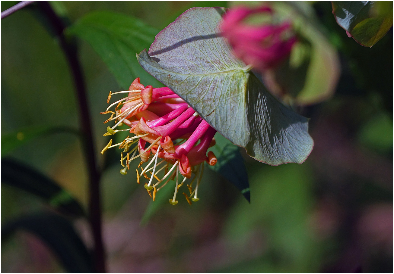 Image of Lonicera dioica specimen.