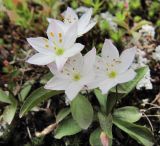 Trientalis europaea