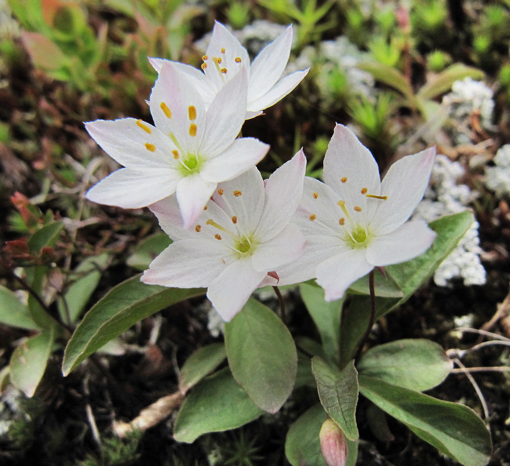 Image of Trientalis europaea specimen.