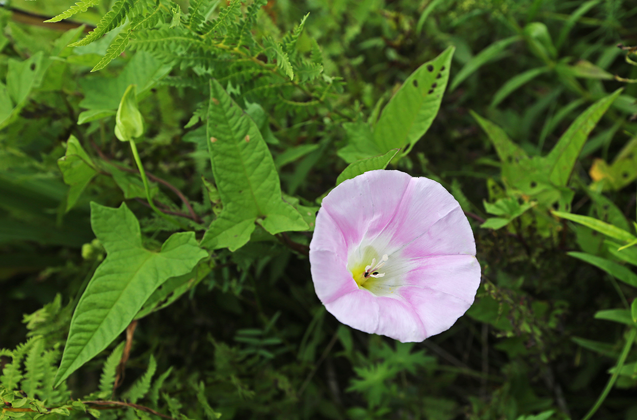 Изображение особи Calystegia subvolubilis.