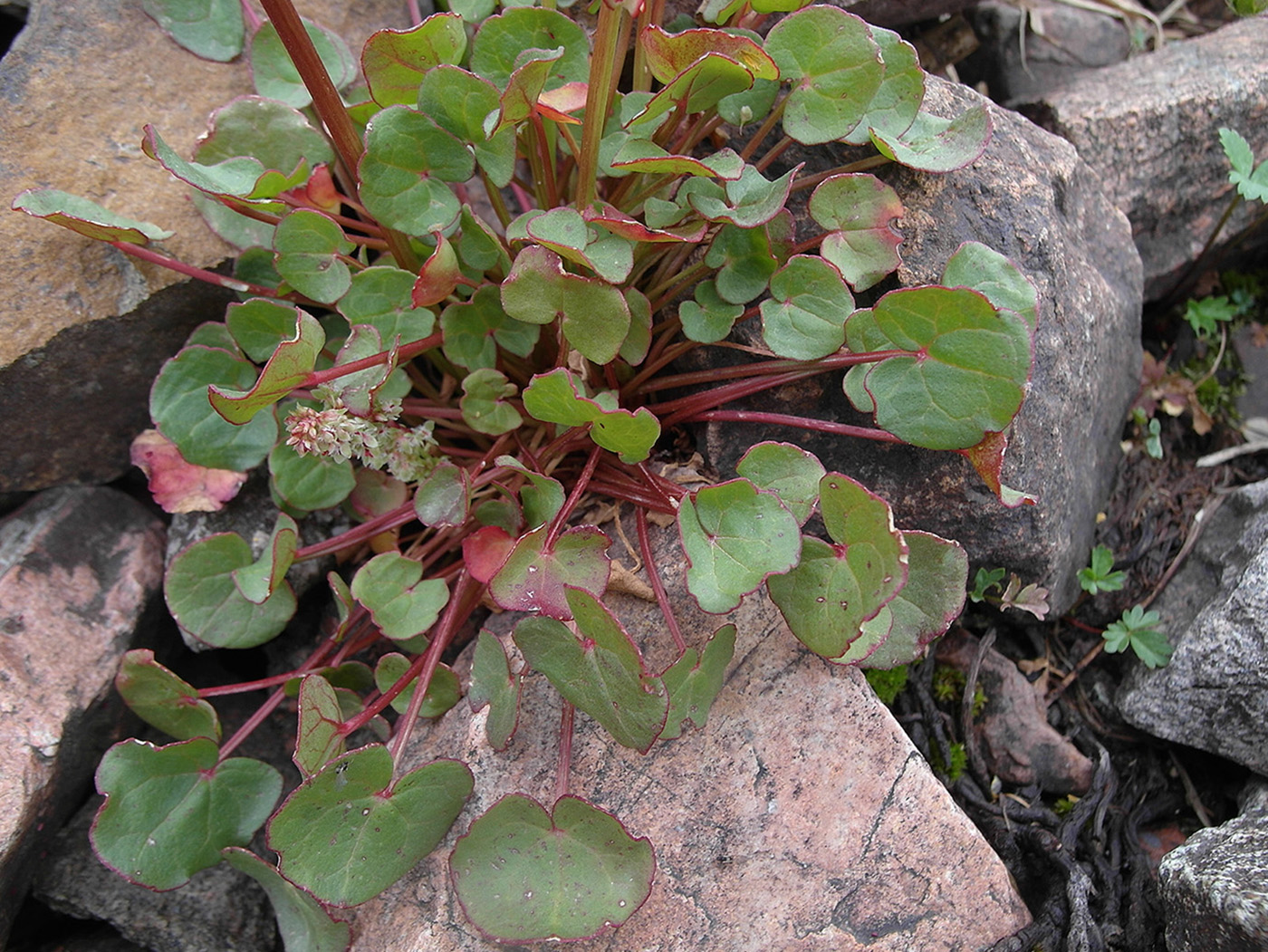 Image of Oxyria digyna specimen.