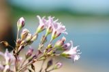 Gypsophila pacifica