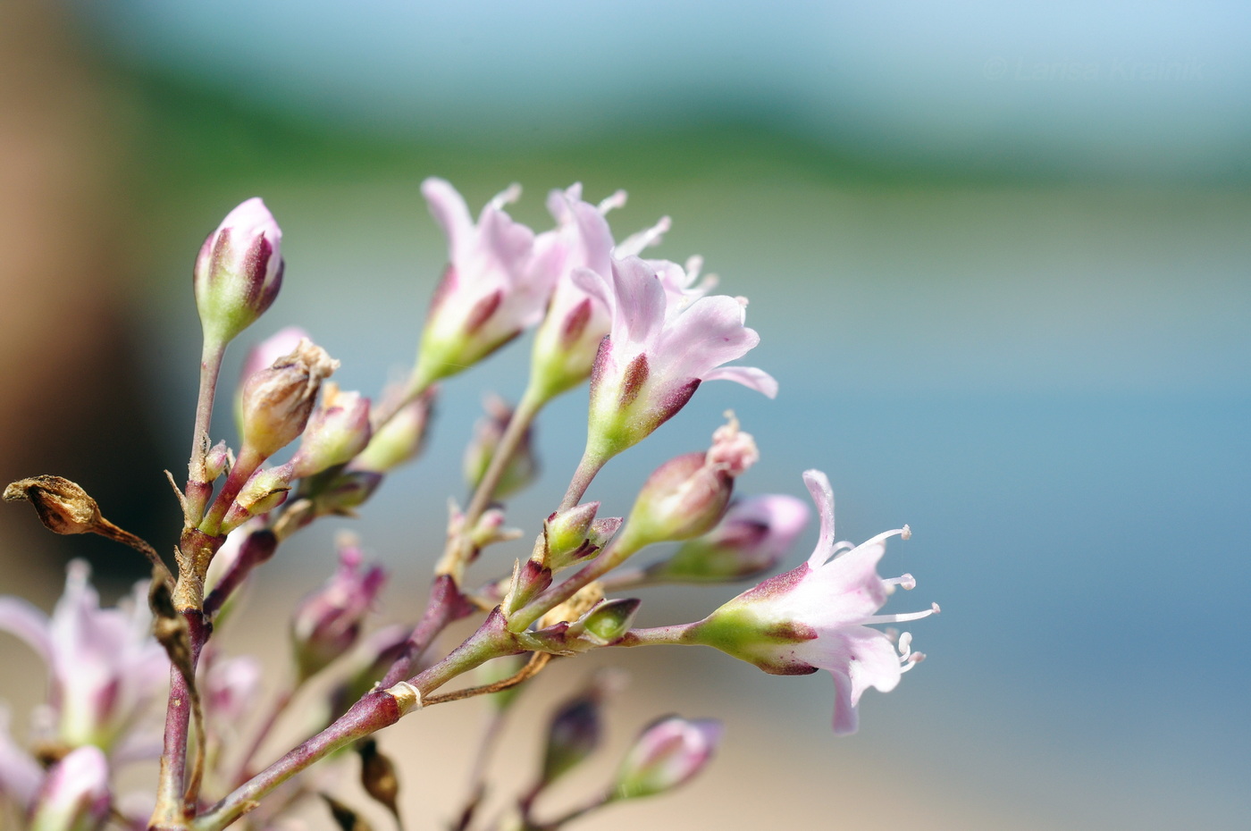 Image of Gypsophila pacifica specimen.