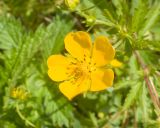 род Potentilla. Цветок. Карачаево-Черкесия, Зеленчукский р-н, гора Джангур, ≈ 1500 м н.у.м., сниженный субальпийский луг. 04.06.2025.