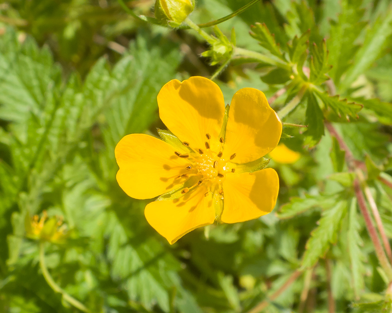 Изображение особи Potentilla humifusa.
