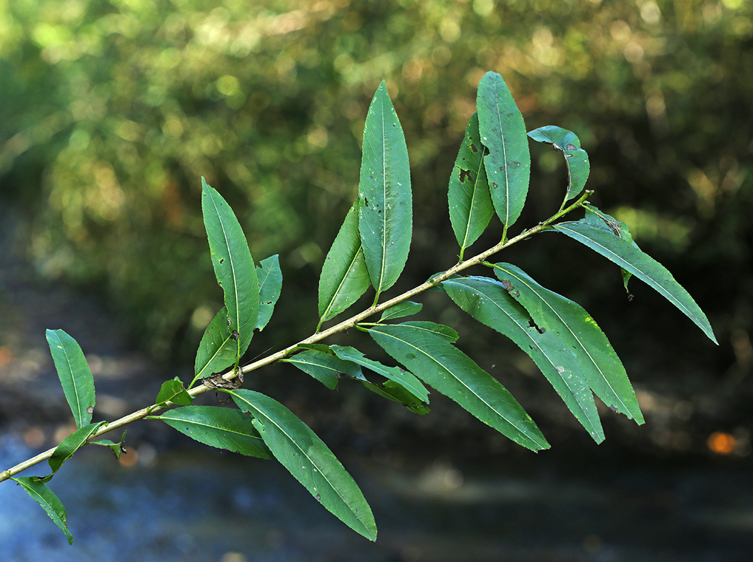 Image of Salix kangensis specimen.