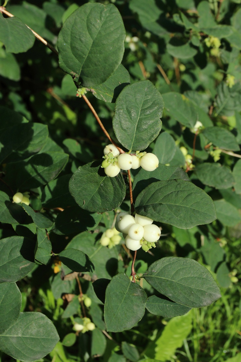 Изображение особи Symphoricarpos albus var. laevigatus.