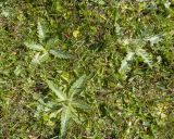 Cirsium rhizocephalum