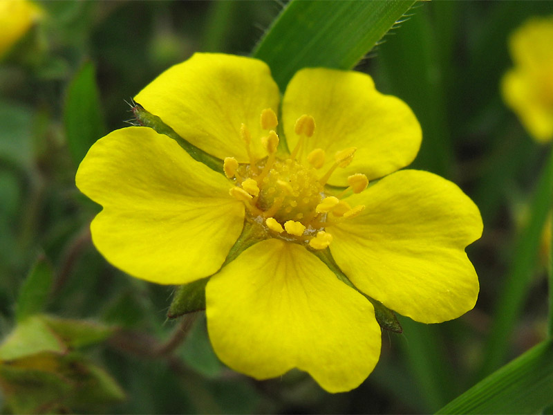 Изображение особи Potentilla heptaphylla.