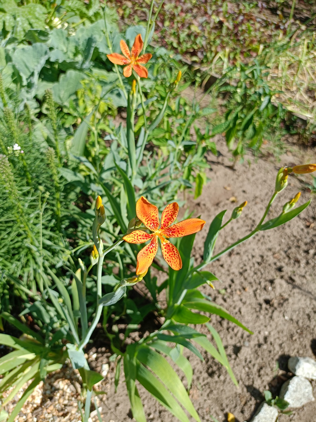 Изображение особи Belamcanda chinensis.