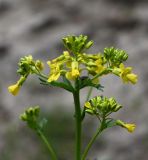 Barbarea vulgaris. Соцветие. Тульская обл., Заокский р-н, Бутиково, опушка сосняка. 26.04.2025.
