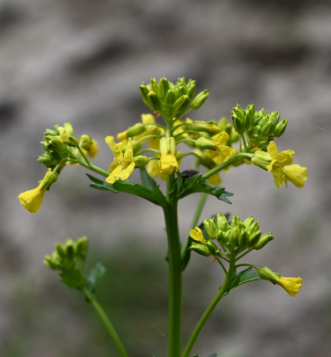 Изображение особи Barbarea vulgaris.