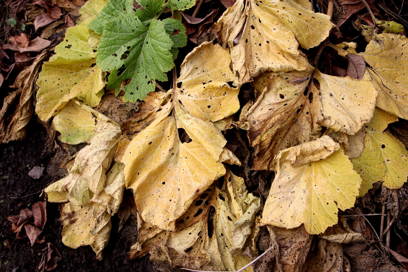 Image of Crambe cordifolia specimen.