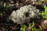 Cladonia arbuscula. Таллом в окружении побегов Vaccinium vitis-idaea. Беларусь, Витебская обл., окр. дер. Сурмино, бруснично-зеленомошный мелколиственно-сосново-еловый лес, опушка у вырубки. 12.08.2025.