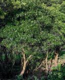 Pittosporum undulatum. Взрослое дерево. Португалия, Азорские о-ва, о-в Сан-Мигел, р-н Порту-Формозу, в культуре. 13.08.2025.