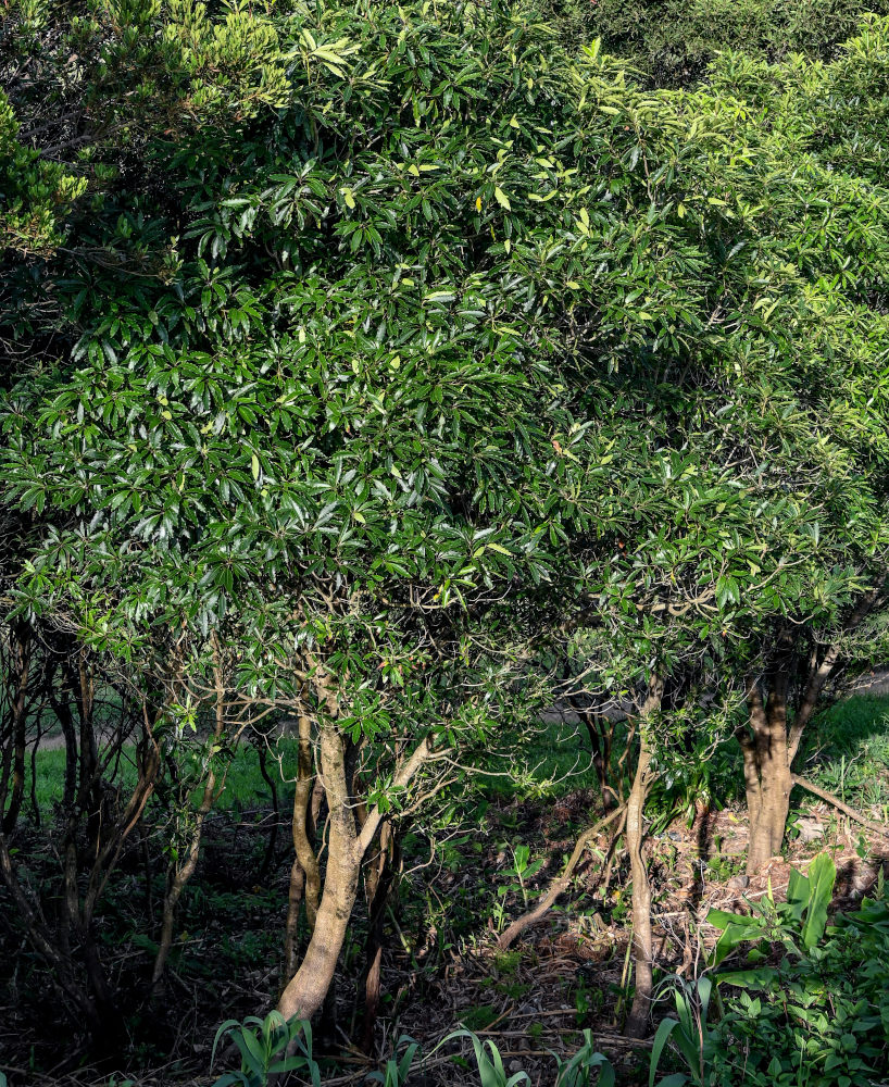 Image of Pittosporum undulatum specimen.