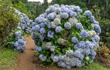 Hydrangea macrophylla