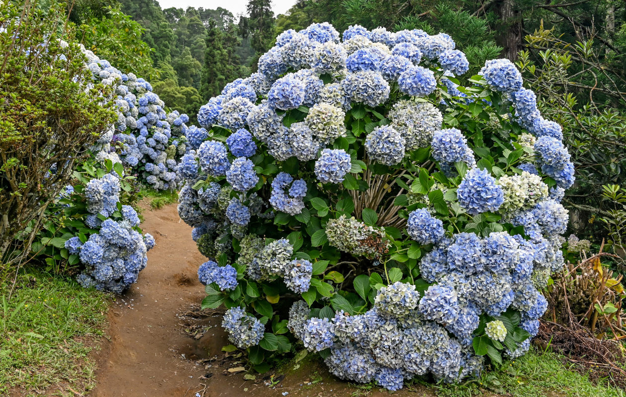 Изображение особи Hydrangea macrophylla.