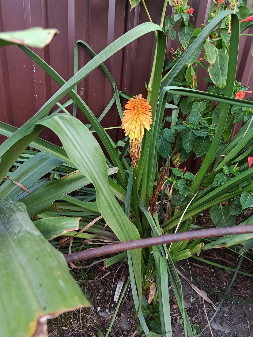Изображение особи род Kniphofia.