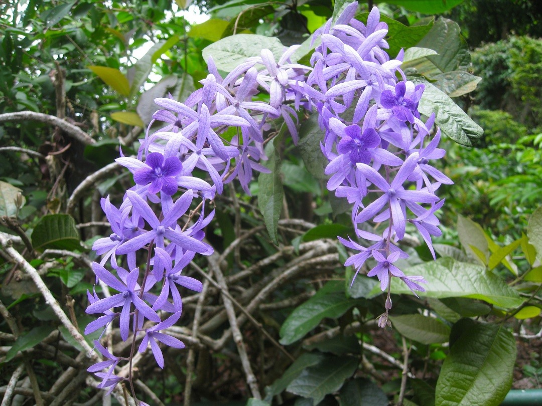Image of Petrea volubilis specimen.