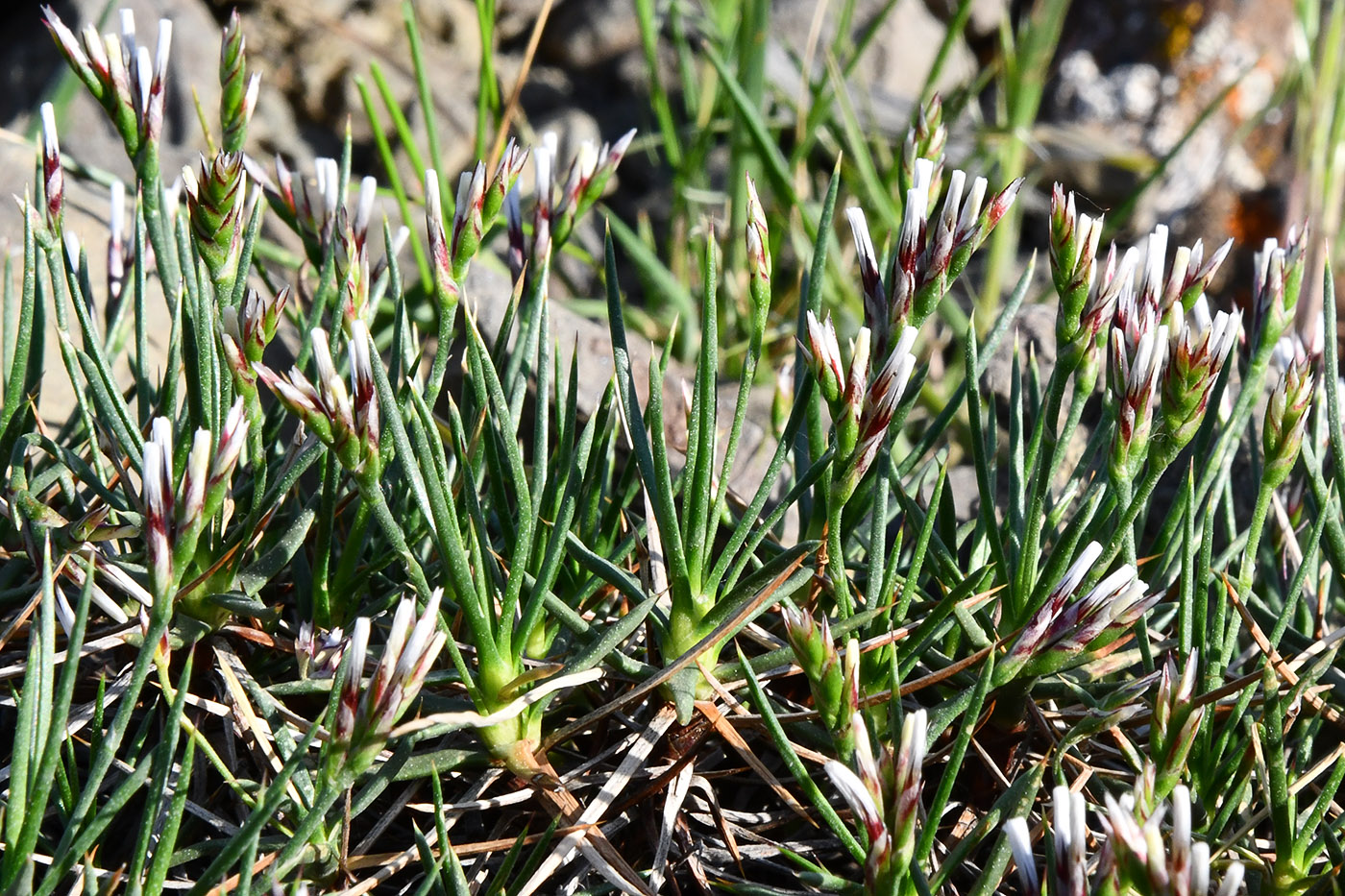 Изображение особи Acantholimon sarytavicum.