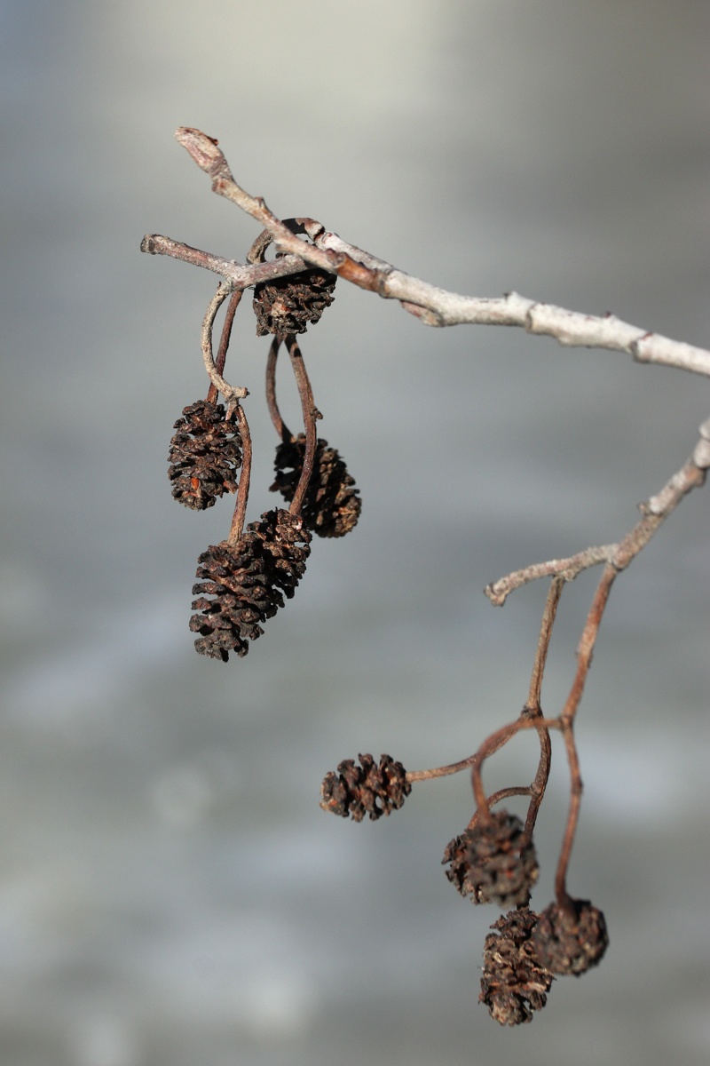 Image of Alnus glutinosa specimen.