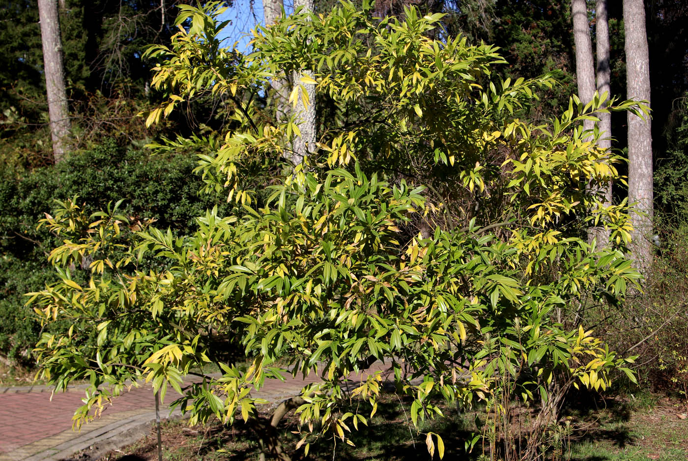 Изображение особи Cocculus laurifolius.