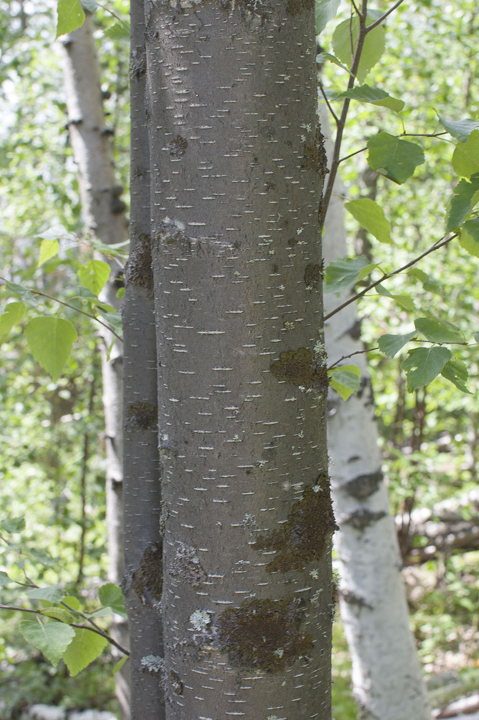 Image of genus Betula specimen.