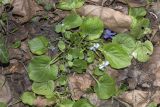 genus Viola. Цветущее растение в соседстве с Veronica hederifolia. Крым, Бахчисарайский р-н, окр. пгт Куйбышево, берег р. Бельбек, поросший лиственными деревьями (ольха, лещина и др.). 28.03.2020.