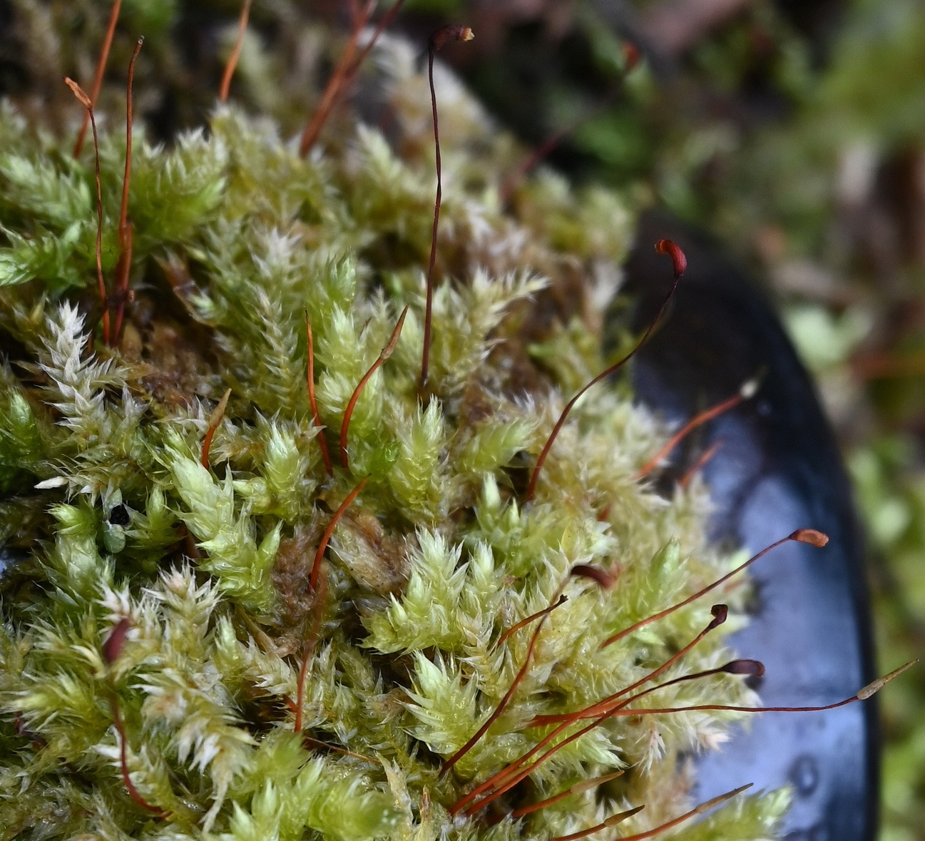 Image of class Bryopsida specimen.
