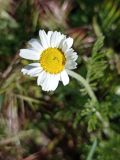 Anthemis ruthenica. ЛНР, г. Северодонецк, сквер. 29.04.2026.