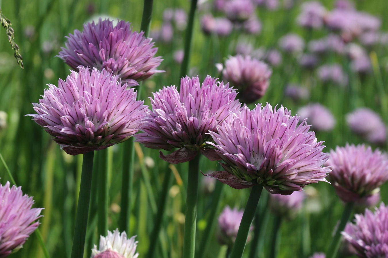 Image of Allium schoenoprasum specimen.