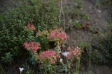 genus Euphorbia. Цветущее растение. Грузия, край Самцхе-Джавахети, Ахалцихский муниципалитет, левый борт р. Цинубанисцкали, 300 м от горячего источника Цинубани, крутой склон. 9 июня 2026 г.