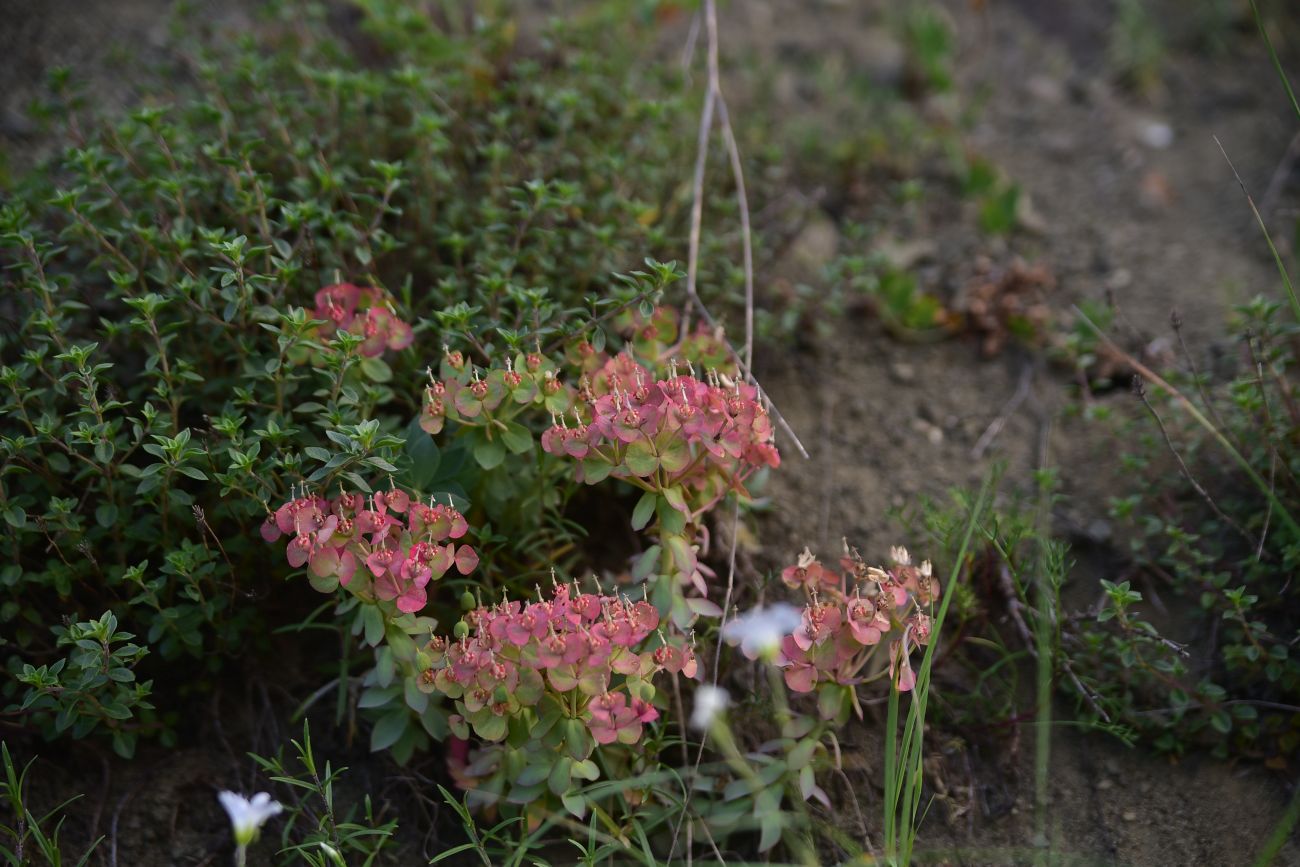 Image of genus Euphorbia specimen.
