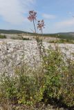 Allium paniculatum. Цветущие растения. Крым, предгорье, средневековый город-крепость Эски-Кермен. 26.07.2026.