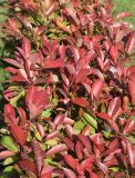 Photinia × fraseri