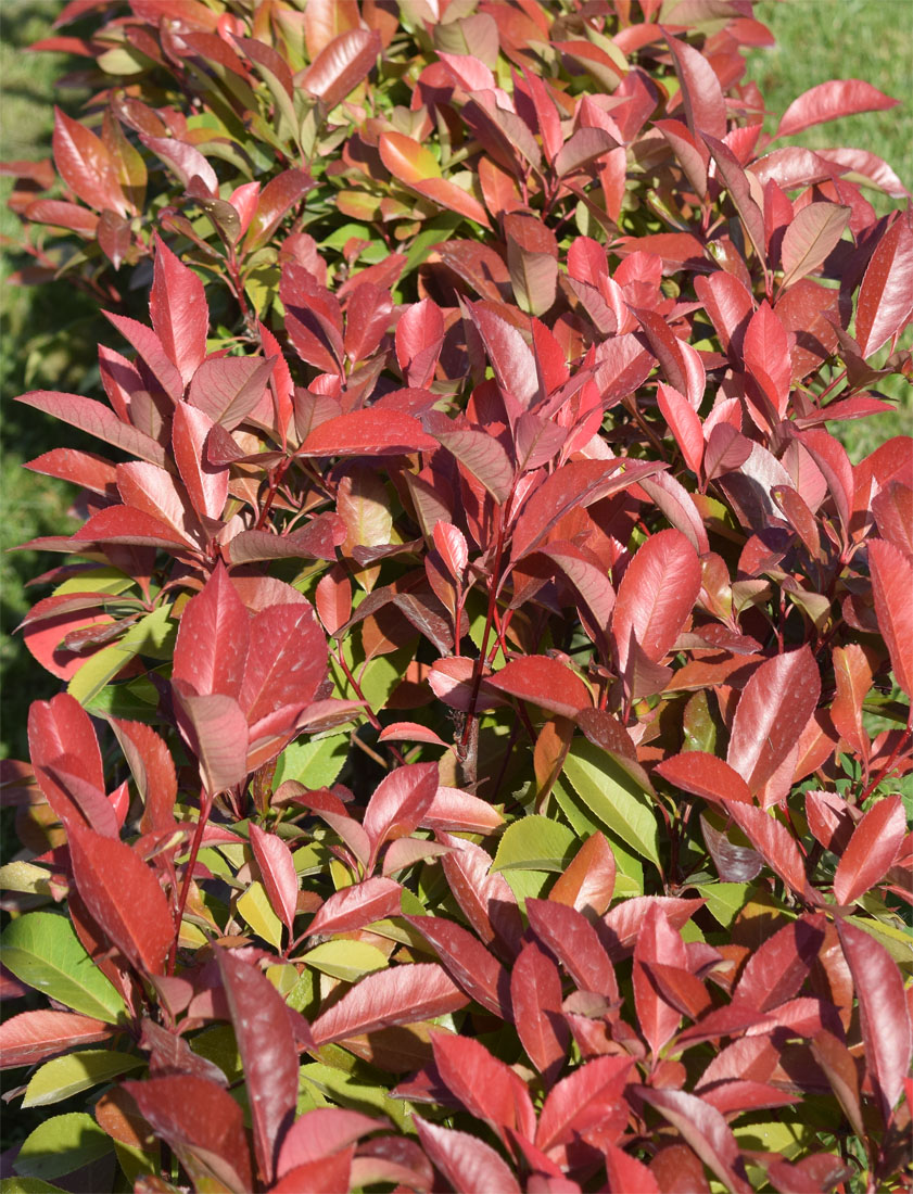 Image of Photinia × fraseri specimen.