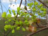 Acer platanoides