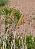 Phragmites australis. Верхушки побегов с сухими прошлогодними соплодиями. Китай, пров. Ганьсу, Инопланетная дол., ≈ 1500 м н.у.м., берег пересохшего ручья. 04.06.2025.